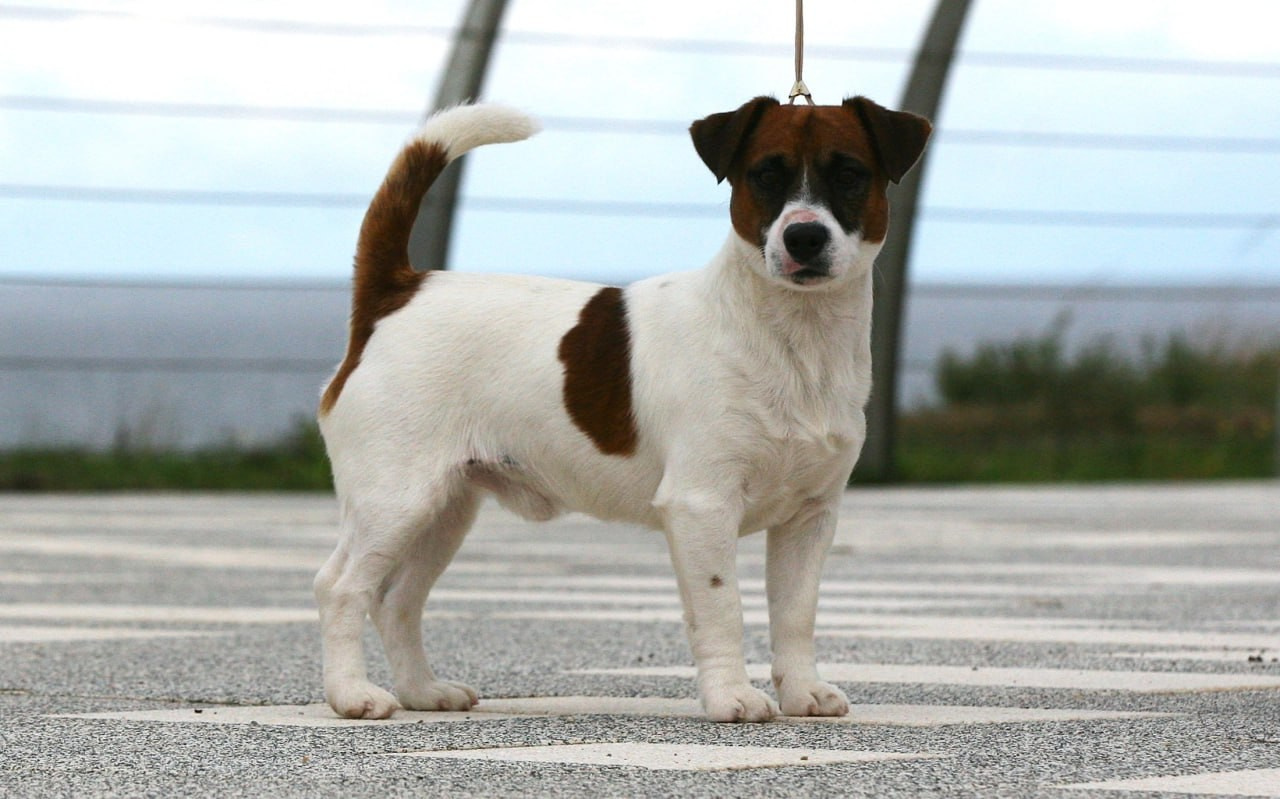 ADM'S DOGS GATSBY FOR LOVELY ORANGE. Lovely-Orange питомник джек рассел терьеров