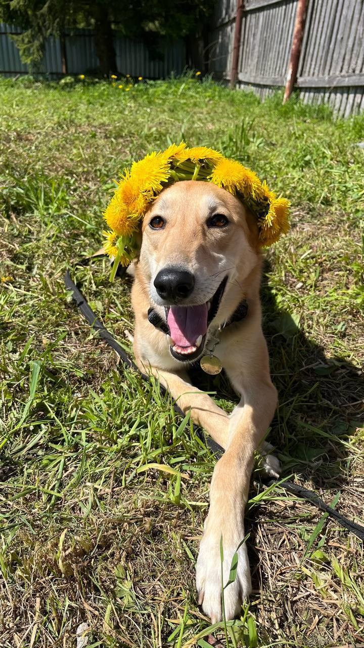 Уже дома. Забери домой друга