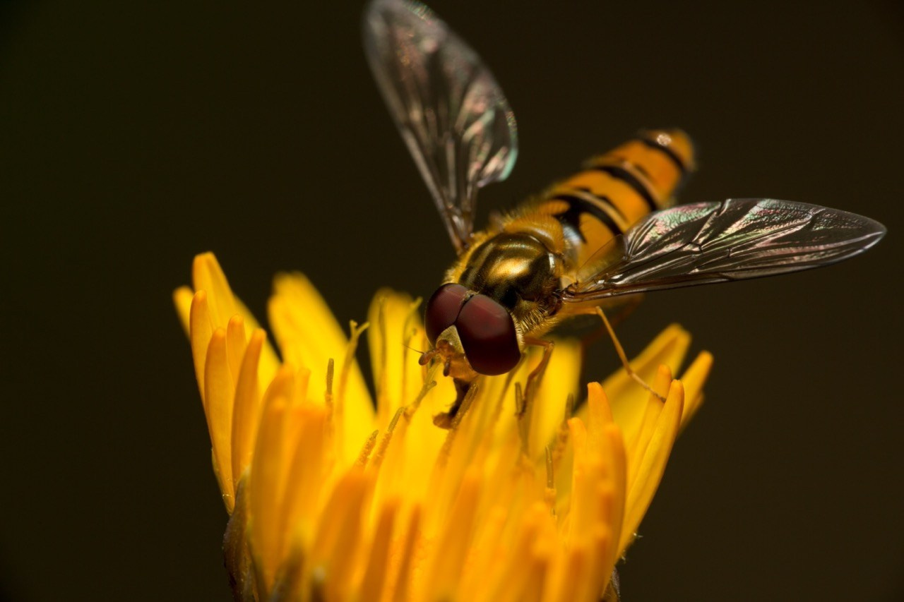 Макромир, Природа, Владислав Миронов, Москва, SPC HM