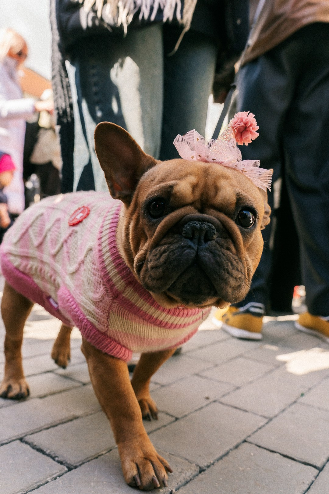 Парад Бульдогов. Axenov_eugene