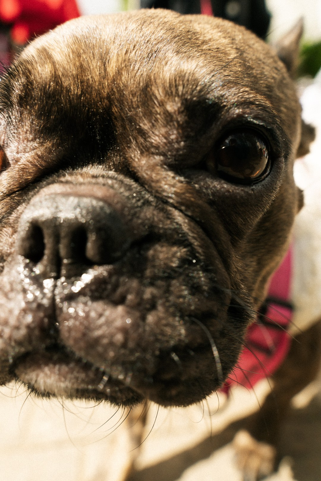 Парад Бульдогов. Axenov_eugene