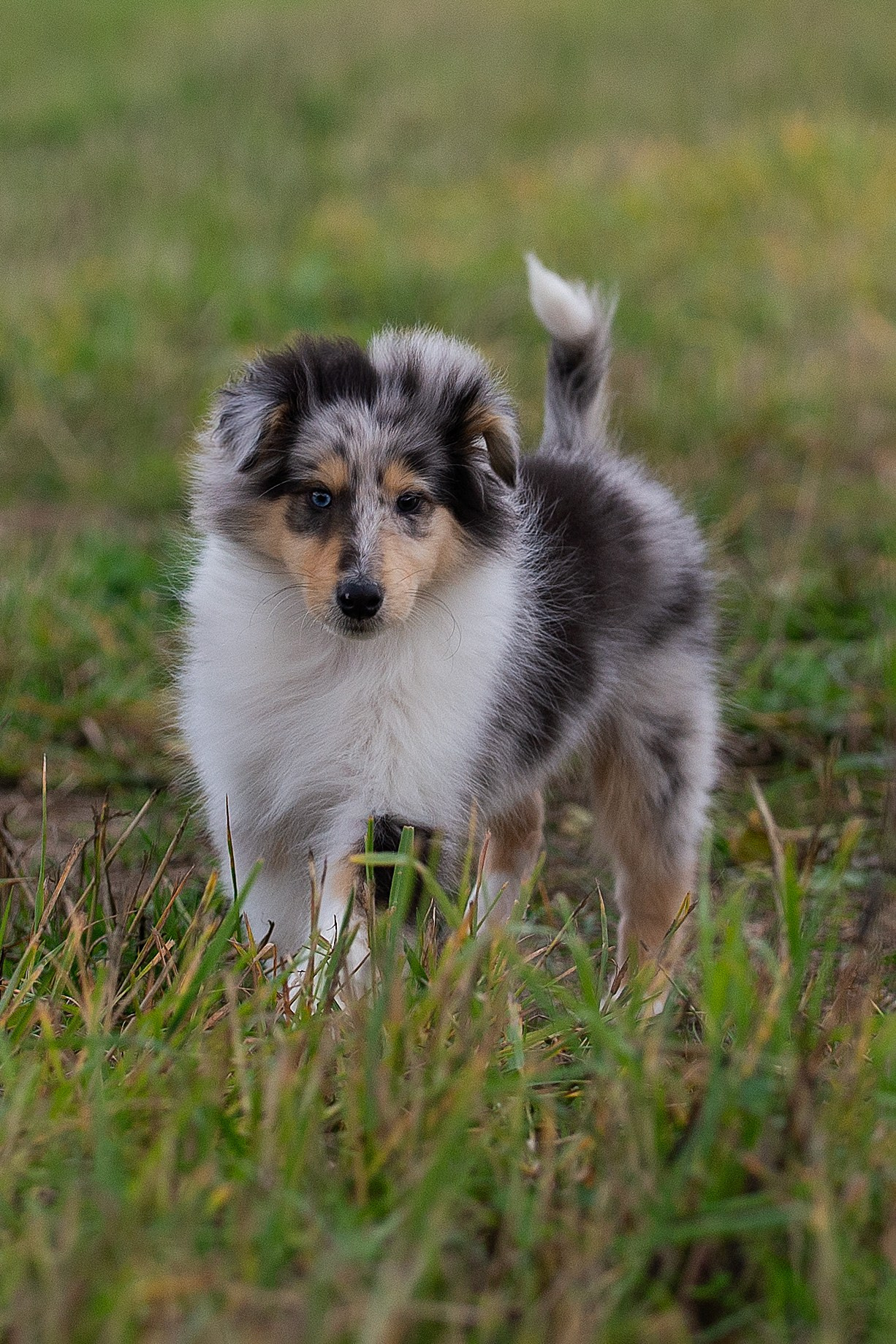 Собаки питомника Версаль. Творческий фотограф Вологда