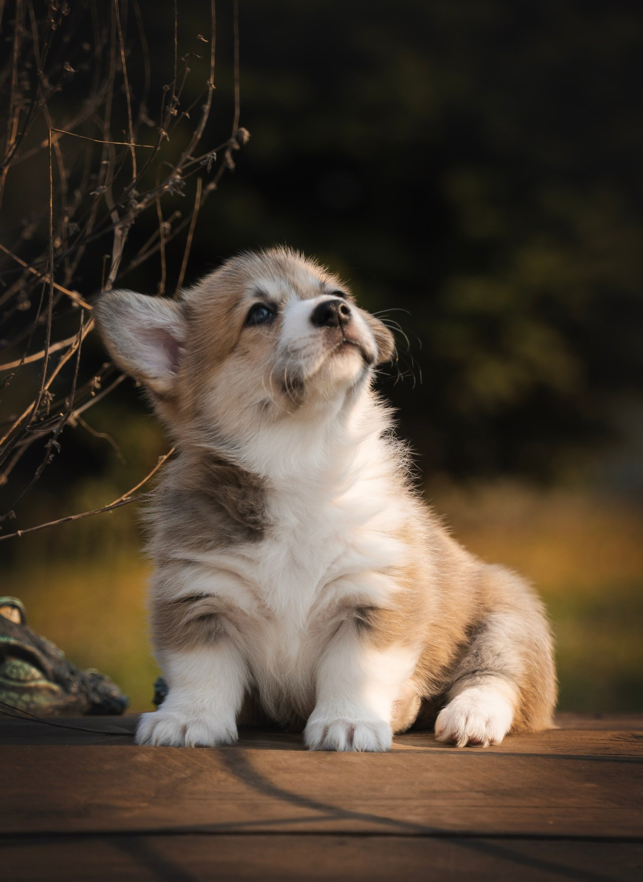 Отзывы. Семейный фотограф анималист г. Находка