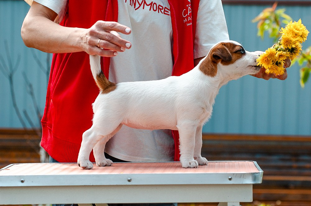 КАНЕ МАЭСТРО ФЕРИТЕЙЛ. Девочка гладкошерстная. Продается. Щенок находится в г. Рязань. Купить. Возраст 3,5 месяца. Все прививки сделаны. Документы РКФ. Чип. Клеймо. Ветпаспорт. Вакцина Эуркиан.