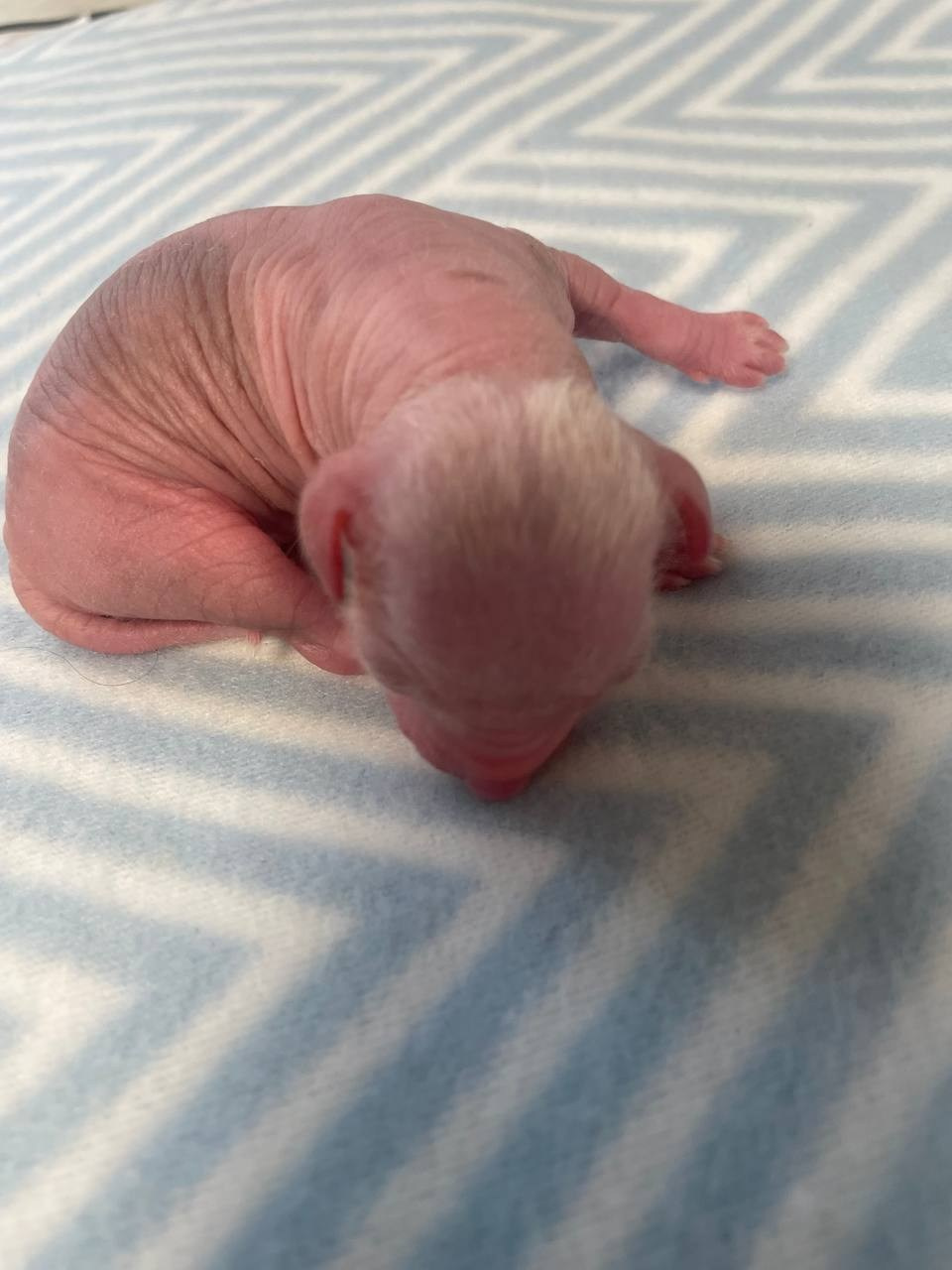 D1 День Рождения