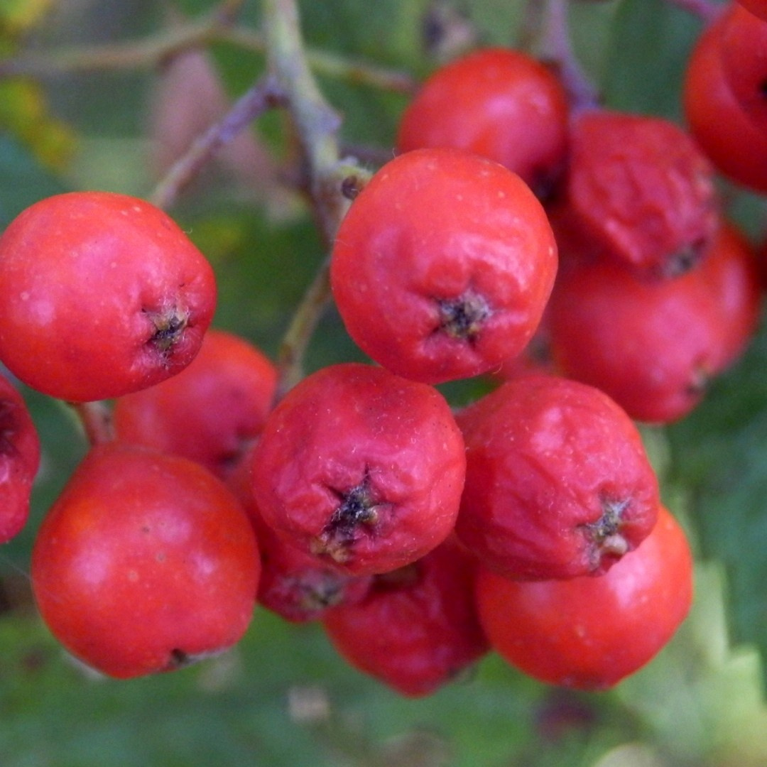 Деревья. Природа севера