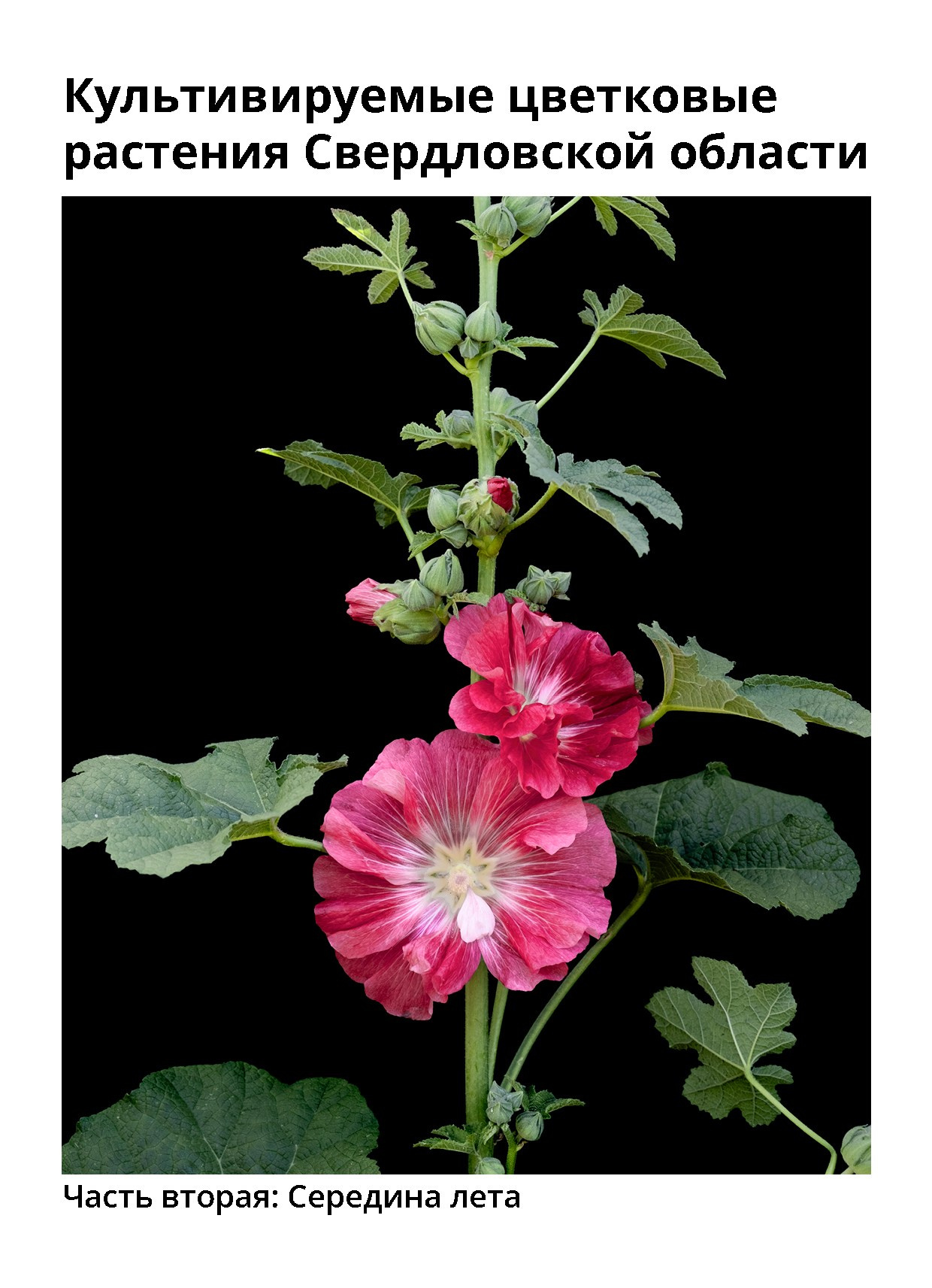 Открытки. Natalia Longi