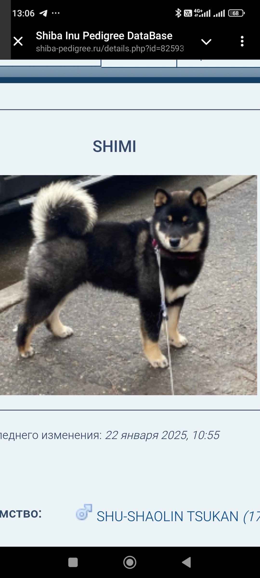 Шаман (сезам) * Шу_ Шаолинь Цукан. AMERICAN AKITA RUBYLIGHT KENNEL I SHIBA-INU