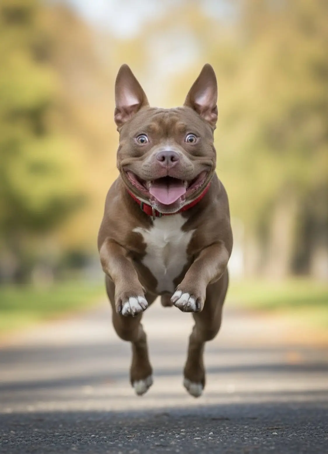 Скучает ли американский булли, когда остаётся один дома?. ПИТОМНИК СОБАК ПОРОДЫ АМЕРИКАНСКИЙ БУЛЛИ