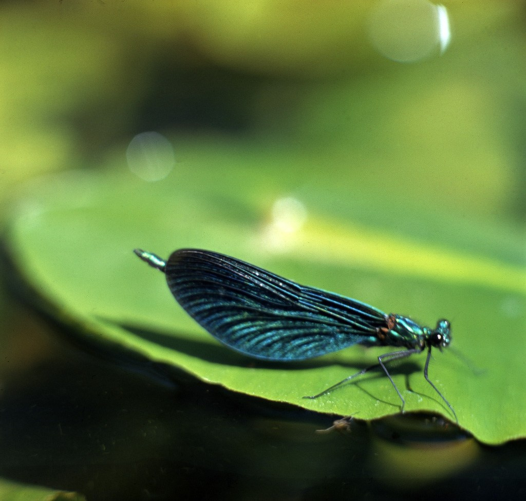 Лето. ВАДИМ ГИППЕНРЕЙТЕР — ВЕЛИКИЙ ФОТОГРАФ ЗЕМЛИ РУССКОЙ