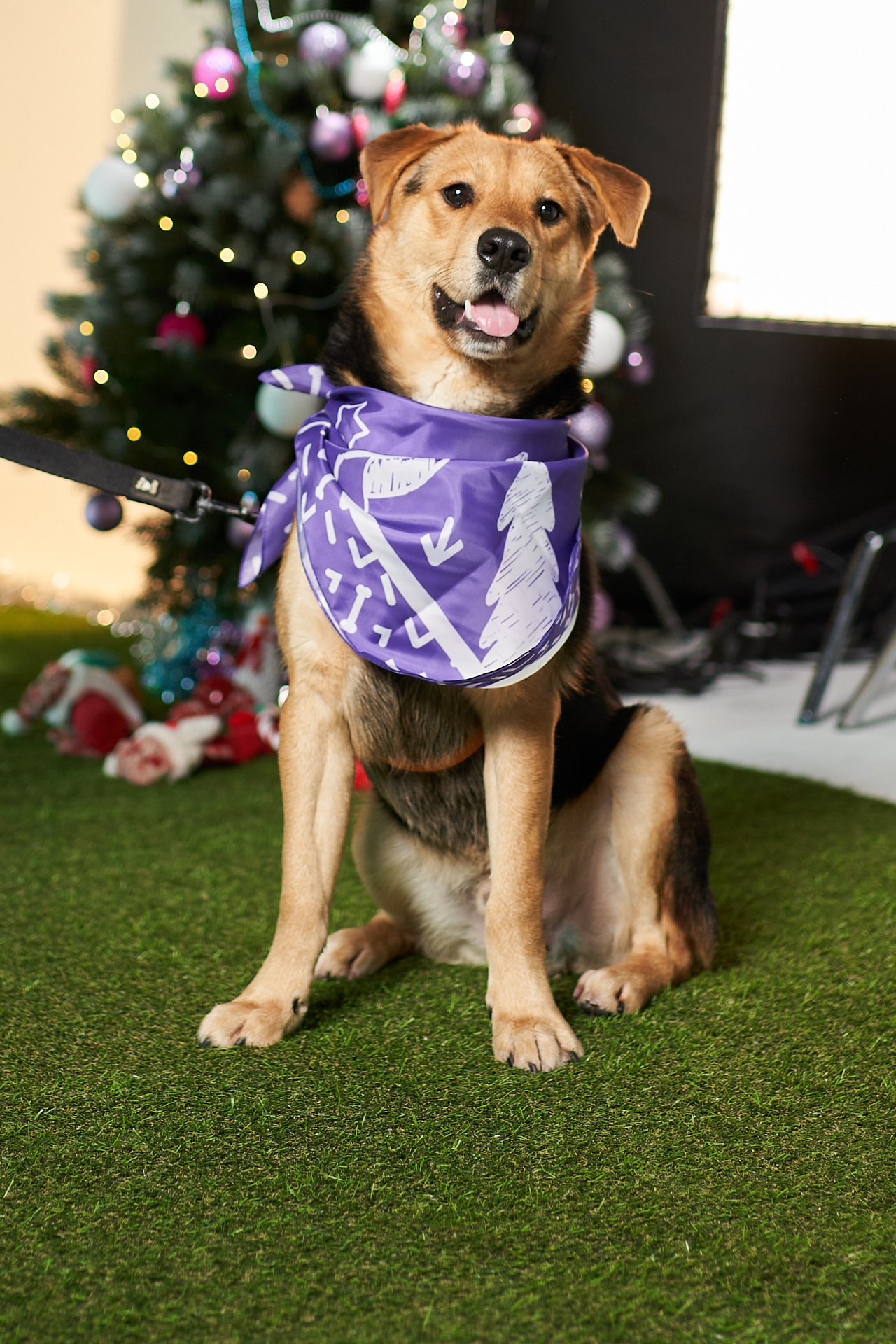 Проект «Андердоги» для коллаборации Фонда «Рэй», Sports.ru, Пари. Фотограф анималист Москва Дарья