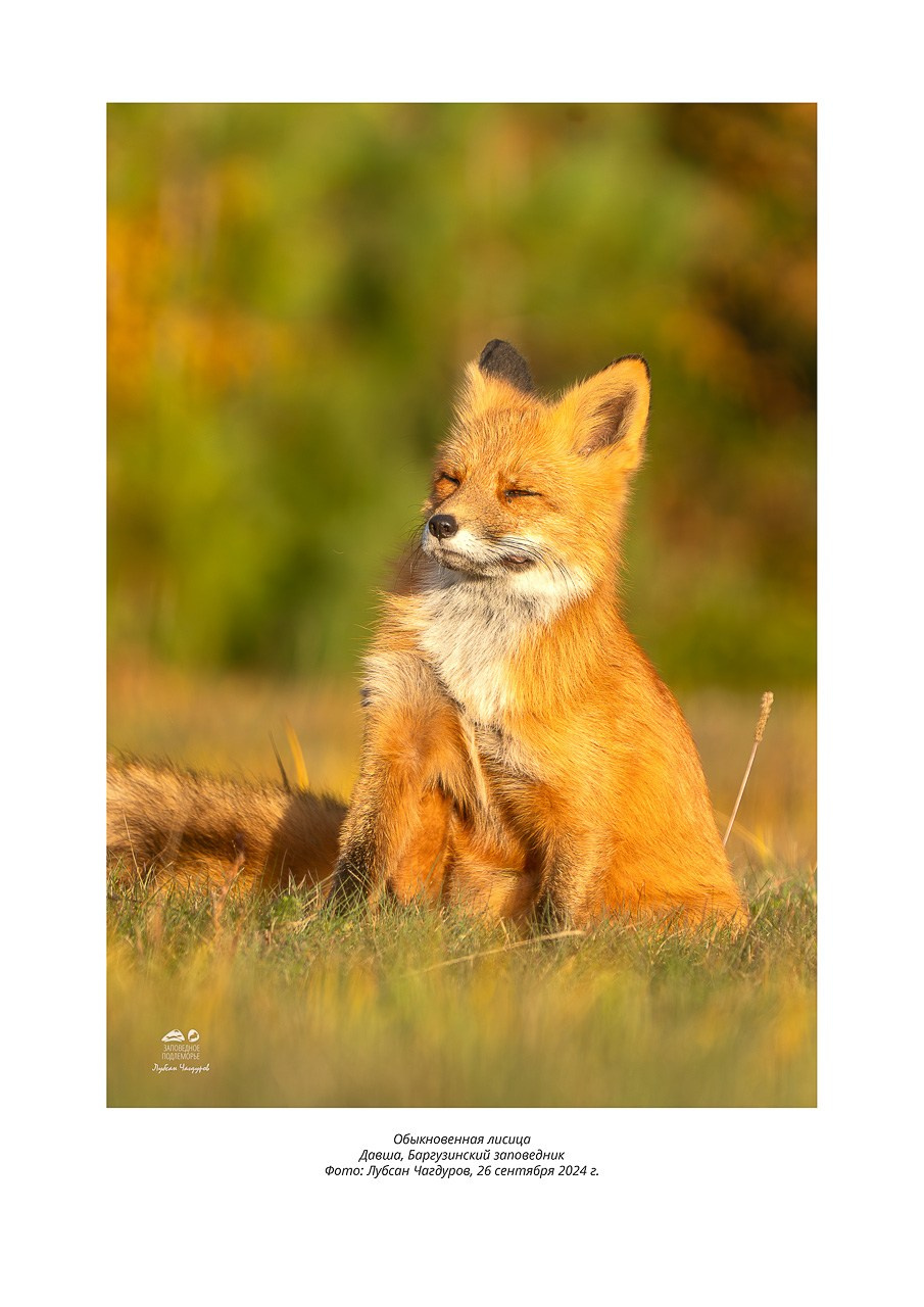 Фотовыставка «Дети природы». Фотограф Лубсан Чагдуров