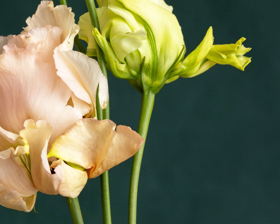 Tender Poise. Author’s fine art prints with international delivery