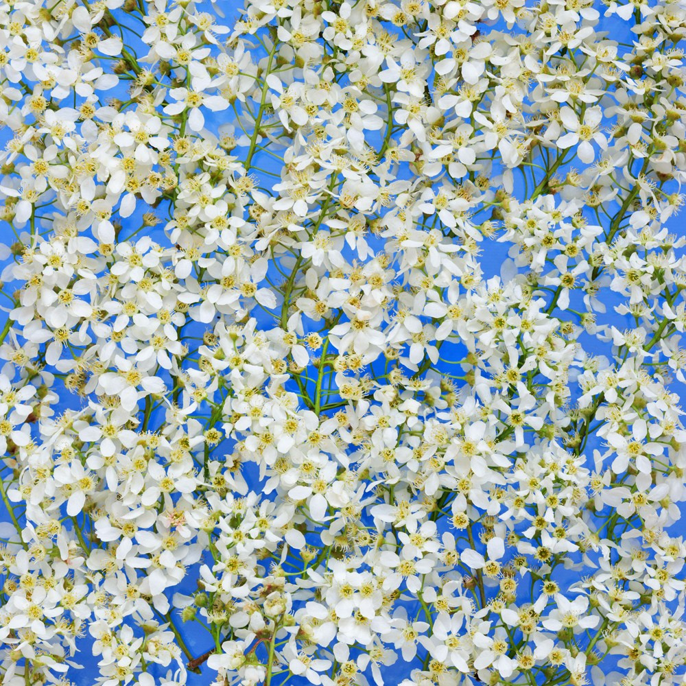 Airy bloom