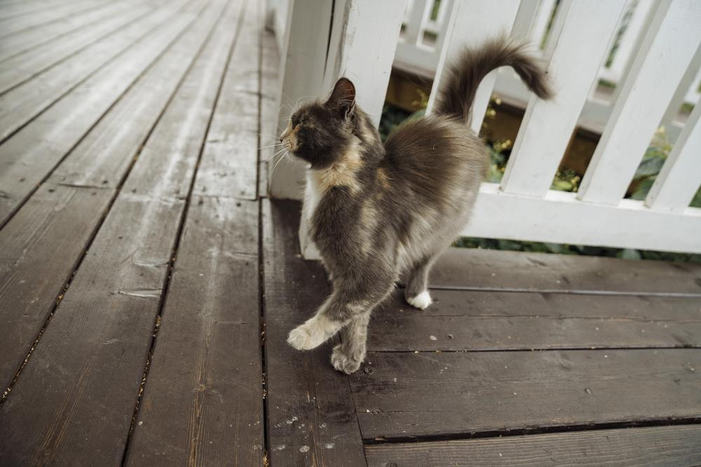 Полина и Иван. Свадебный фотограф в Москве Сафонова Анна