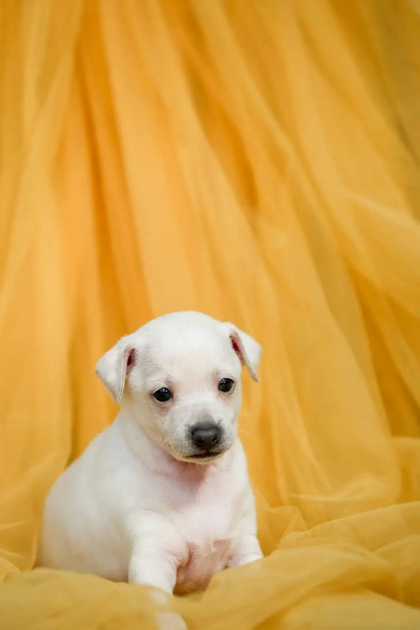 Белоснежные. Профессиональный питомник левреток РКФ/FCI ASTI SAPPHIRE 💎 Сочи|Санкт-Петербург