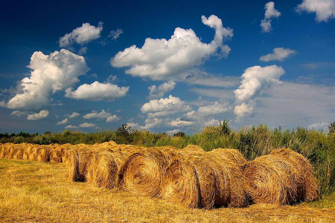 РАЗНОЕ. Андрей Пономарёв