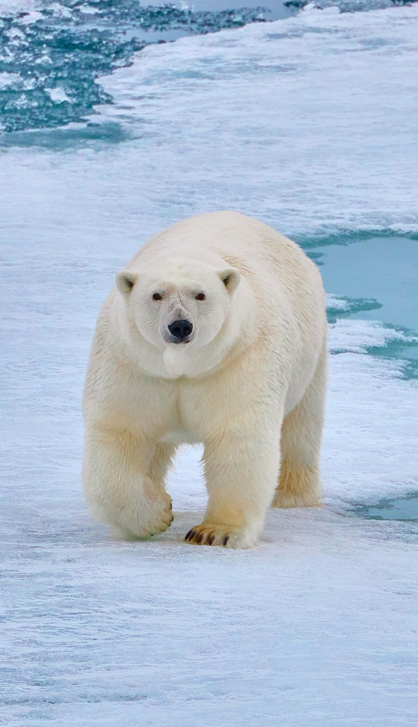 Международная онлайн-фотошкола Сергея Рожнова