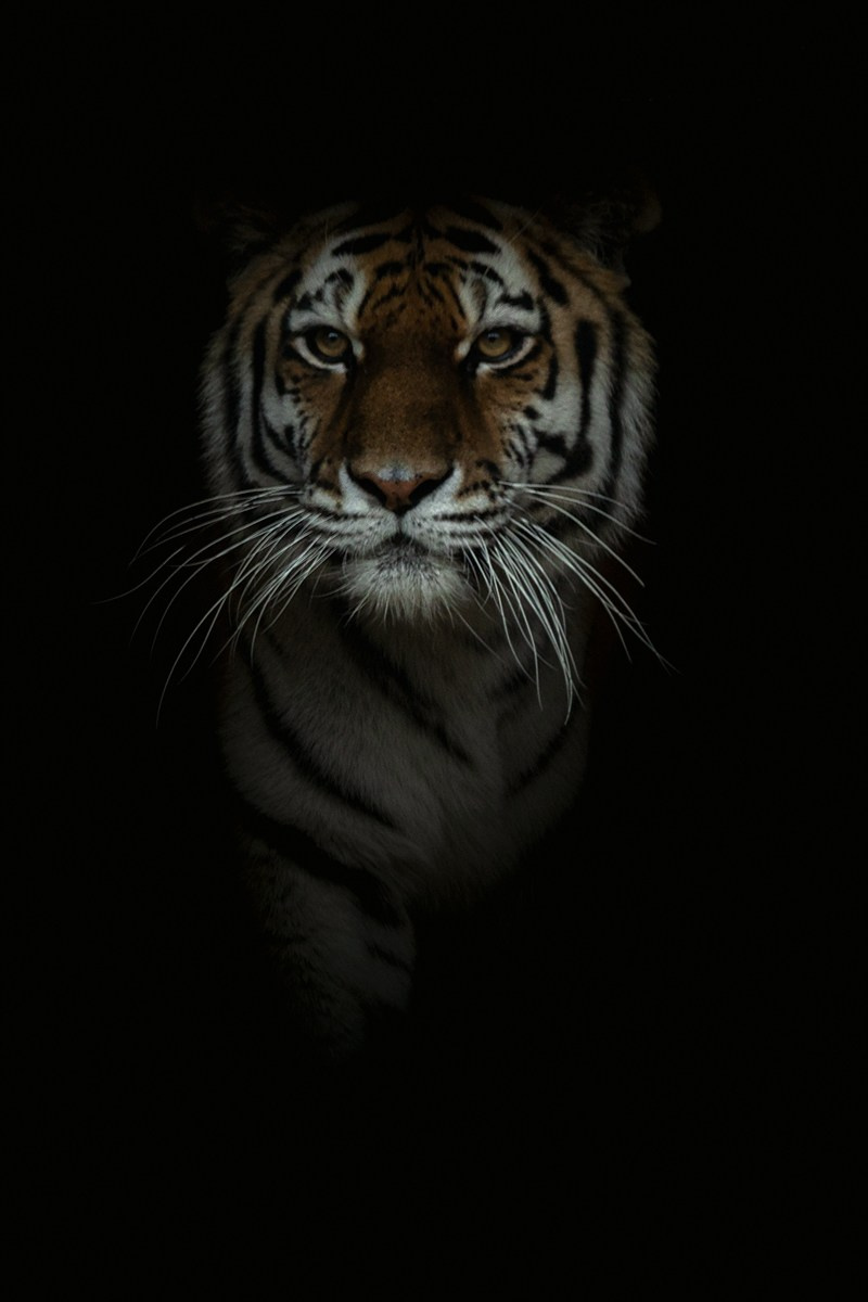 Анималистика. Фотограф Александр Чазов