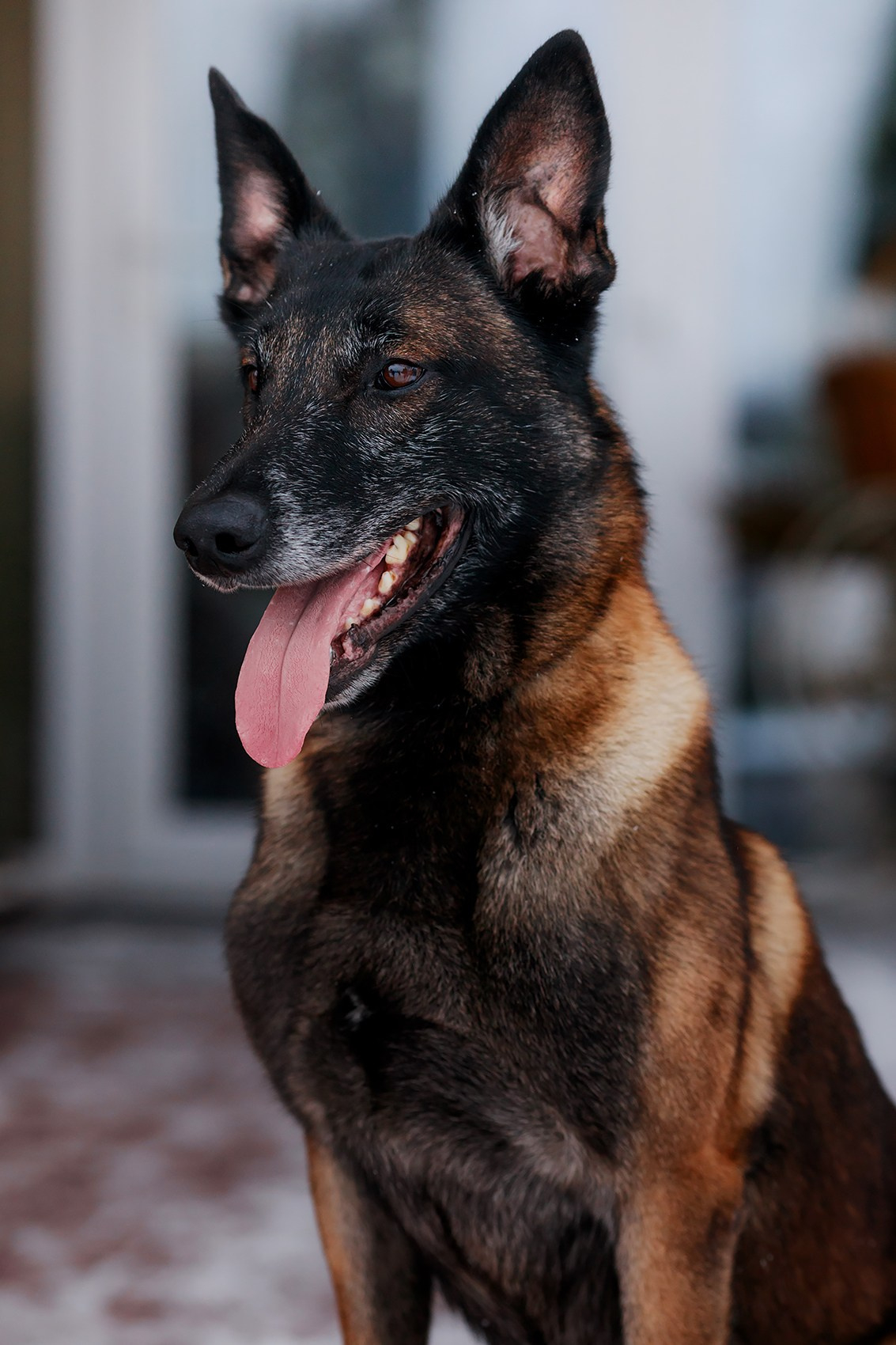 Зимние портреты. Фотограф-анималист Mary Mart — Москва, Питер