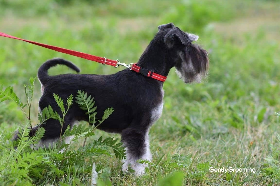 Бекки/ Delinso Balance Brilliance. Питомник цвергшнауцеров в Беларуси «Делинсо Бэлэнс»
