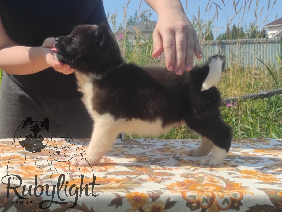 Американская акита питомник RUBYLIGHT. Американская акита I Сиба ину I Питомник RUBYLIGHT