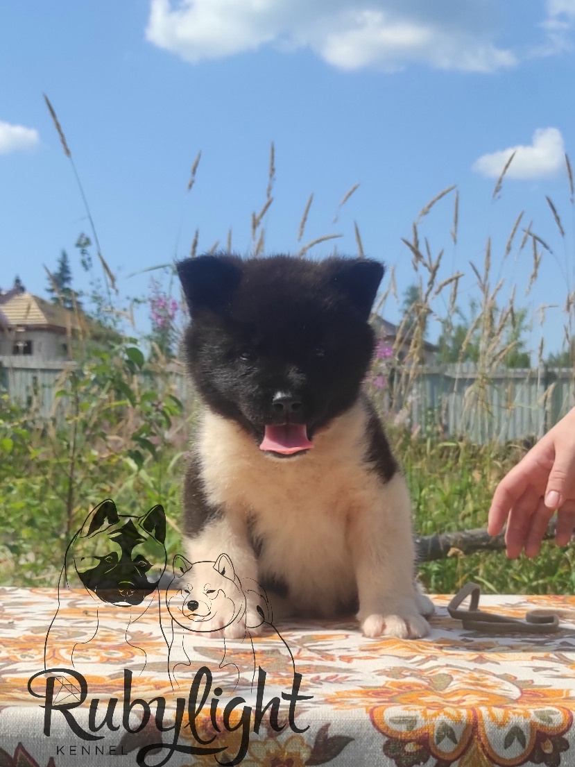 Американская акита питомник RUBYLIGHT. Американская акита I Сиба ину I Питомник RUBYLIGHT