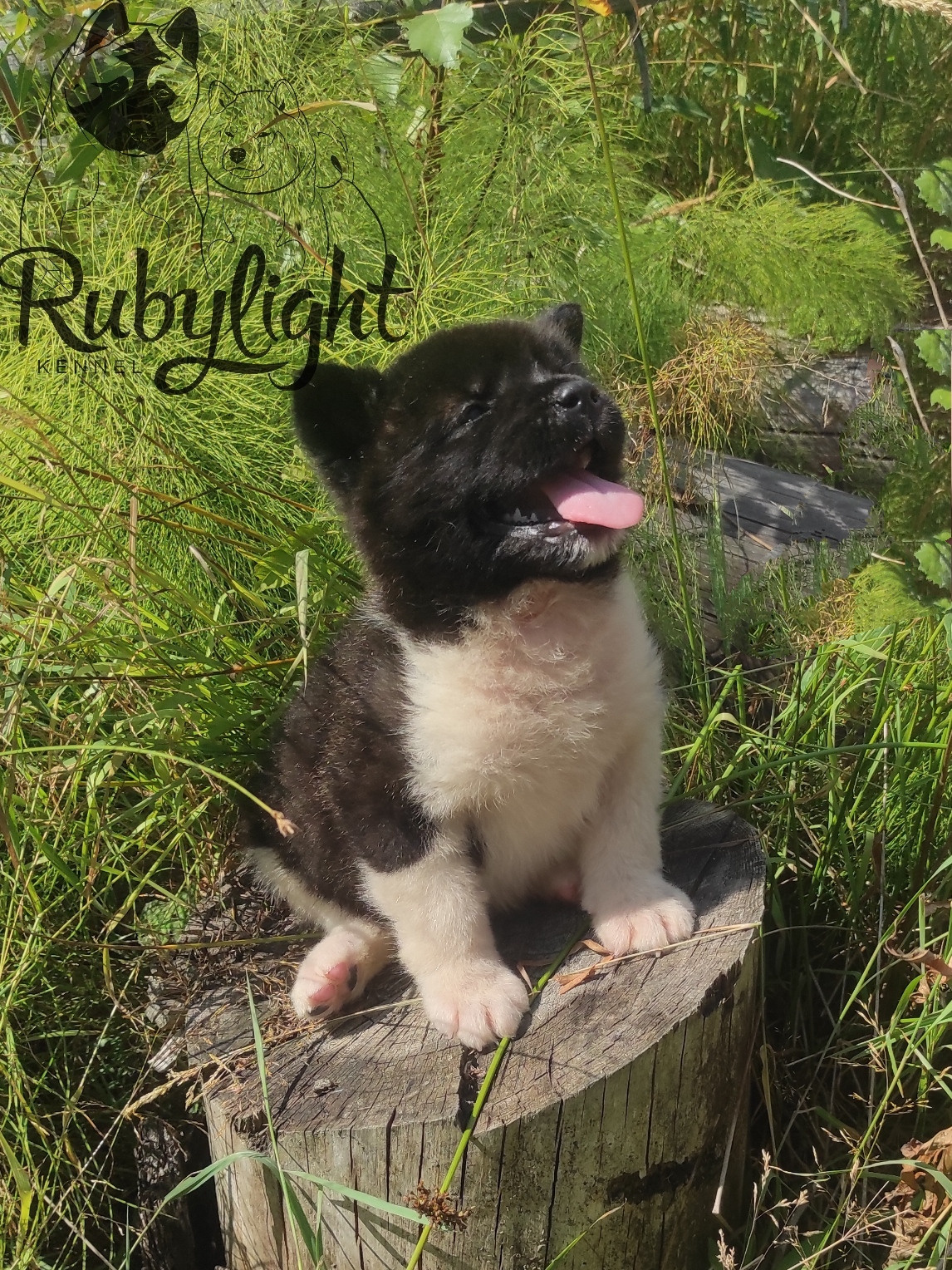 Американская акита питомник RUBYLIGHT. Американская акита I Сиба ину I Питомник RUBYLIGHT