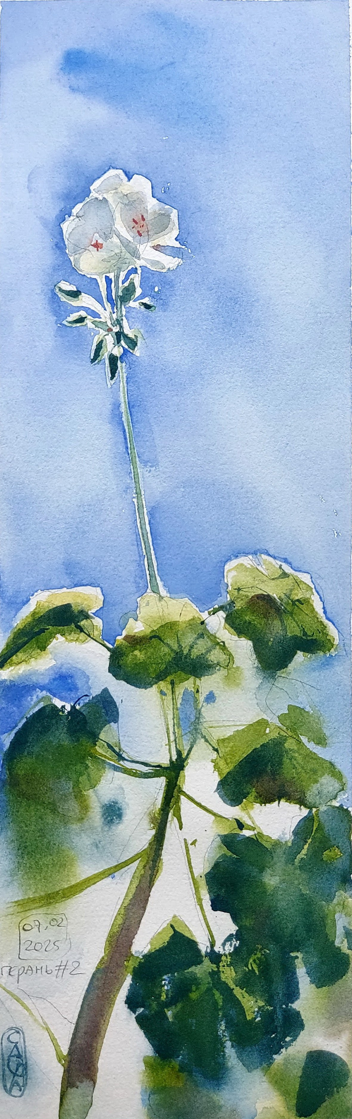 Flowers. Alexander Manaenkov | Watercolor Artist from Siberia