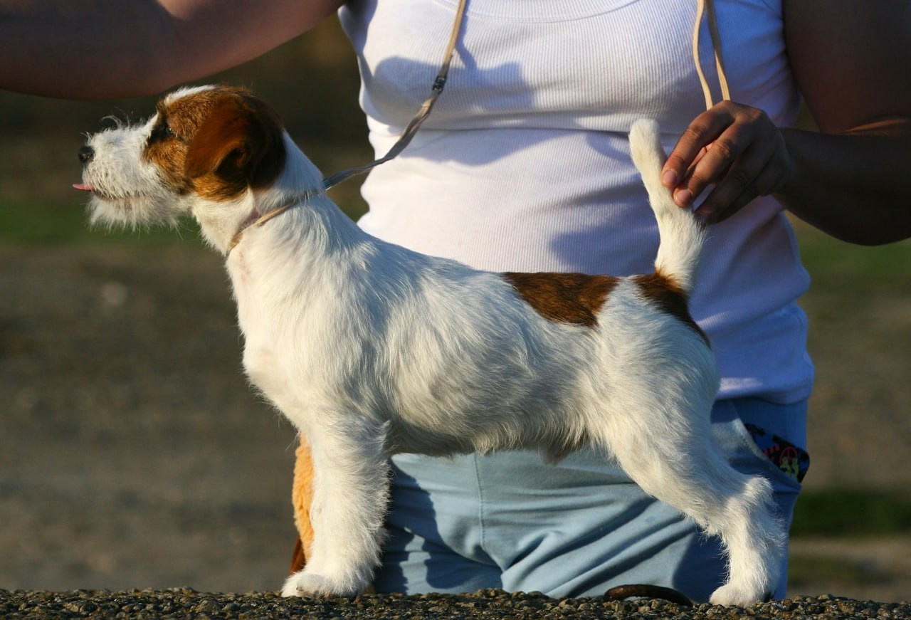 Port Fortis Amore Mio. Lovely-Orange питомник джек рассел терьеров