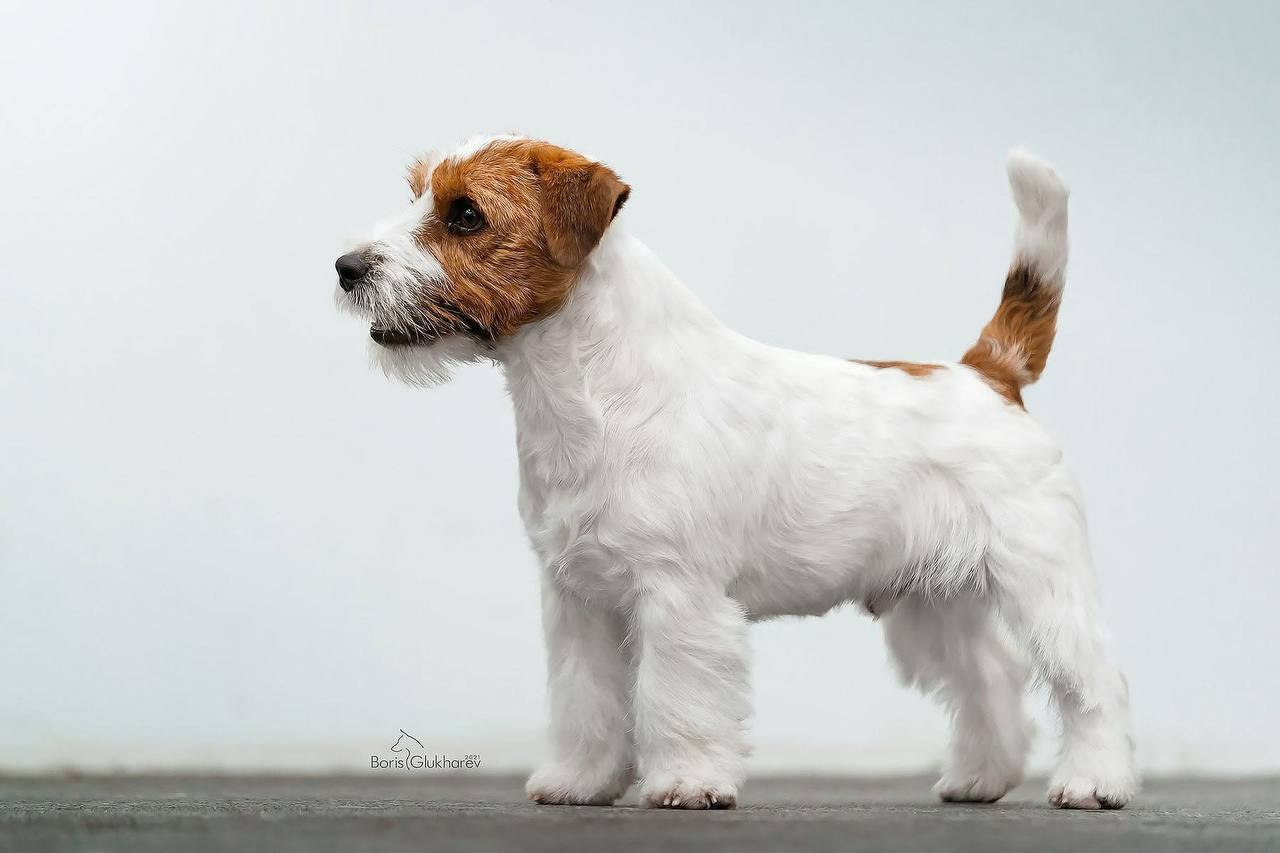 Lovely-Orange Barlow. Lovely-Orange питомник джек рассел терьеров