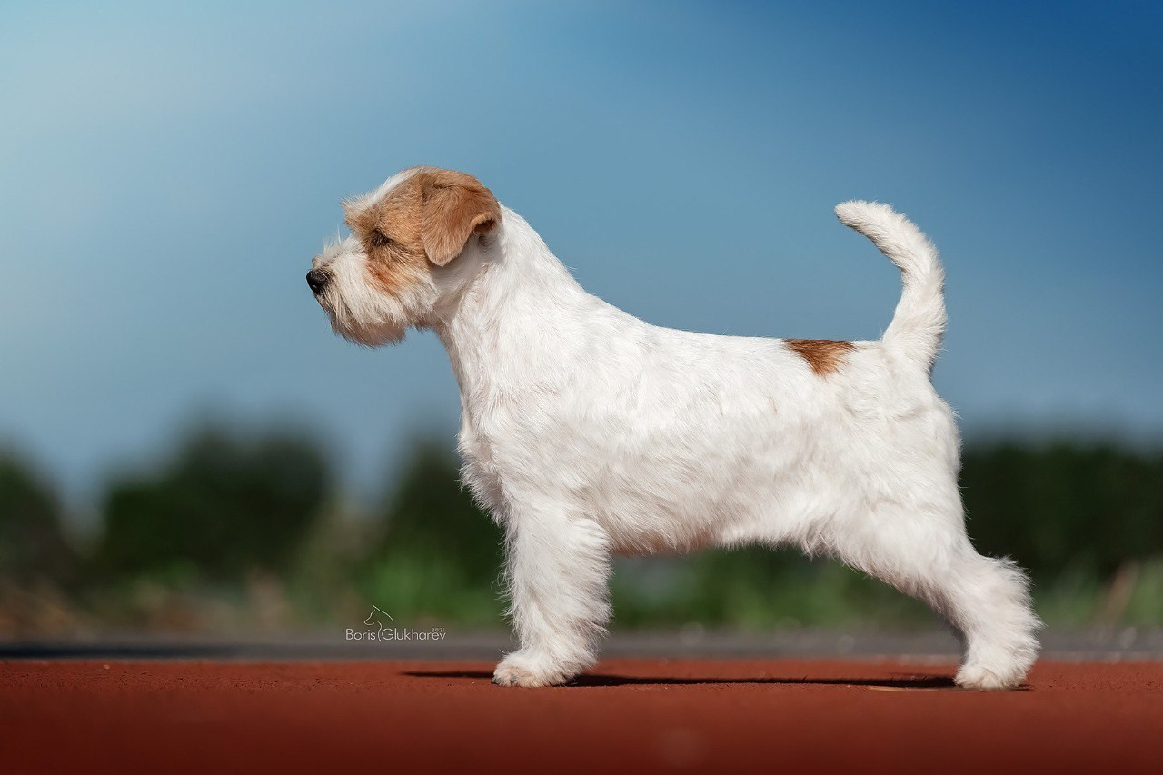 LOVELY-ORANGE GRAVITY DOES NOT EXIST. Lovely-Orange питомник джек рассел терьеров