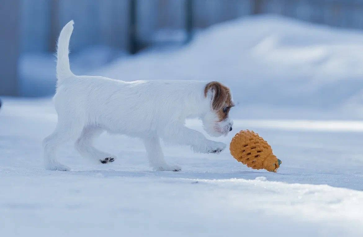 Сука 2. Lovely-Orange питомник джек рассел терьеров