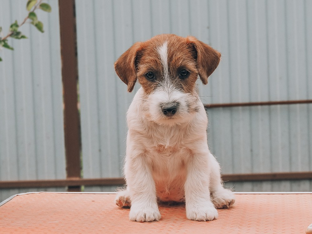 CANE MAESTRO SAYONARA. CANE MAESTRO — kennel Jack Russell Terrier