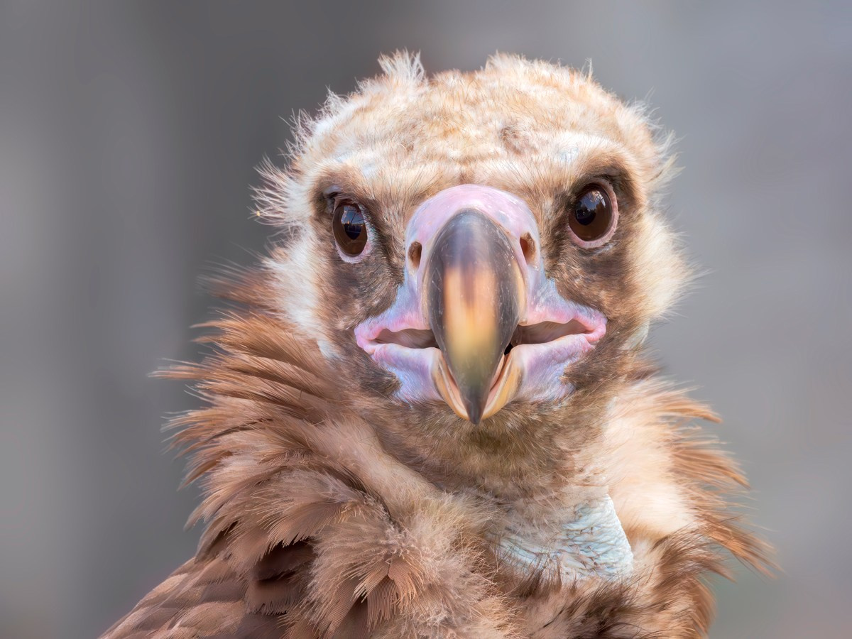 Черный гриф