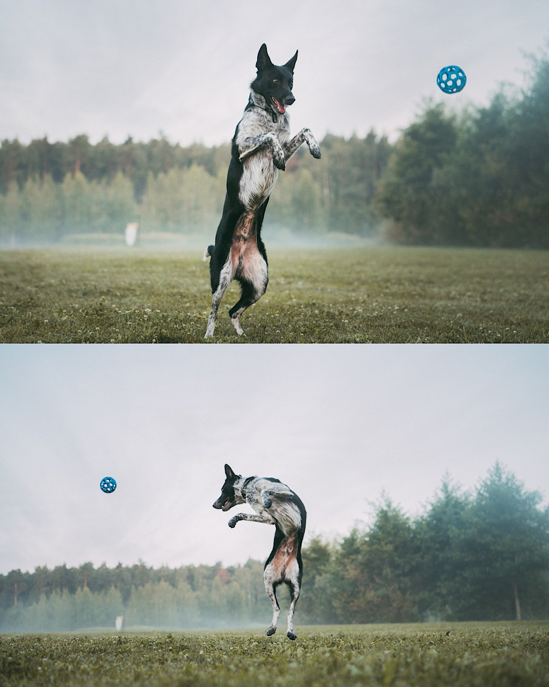 Катя, Сергей и Флинт. Фотограф анималист в Москве и Санкт-Петербурге Свиридова Анна