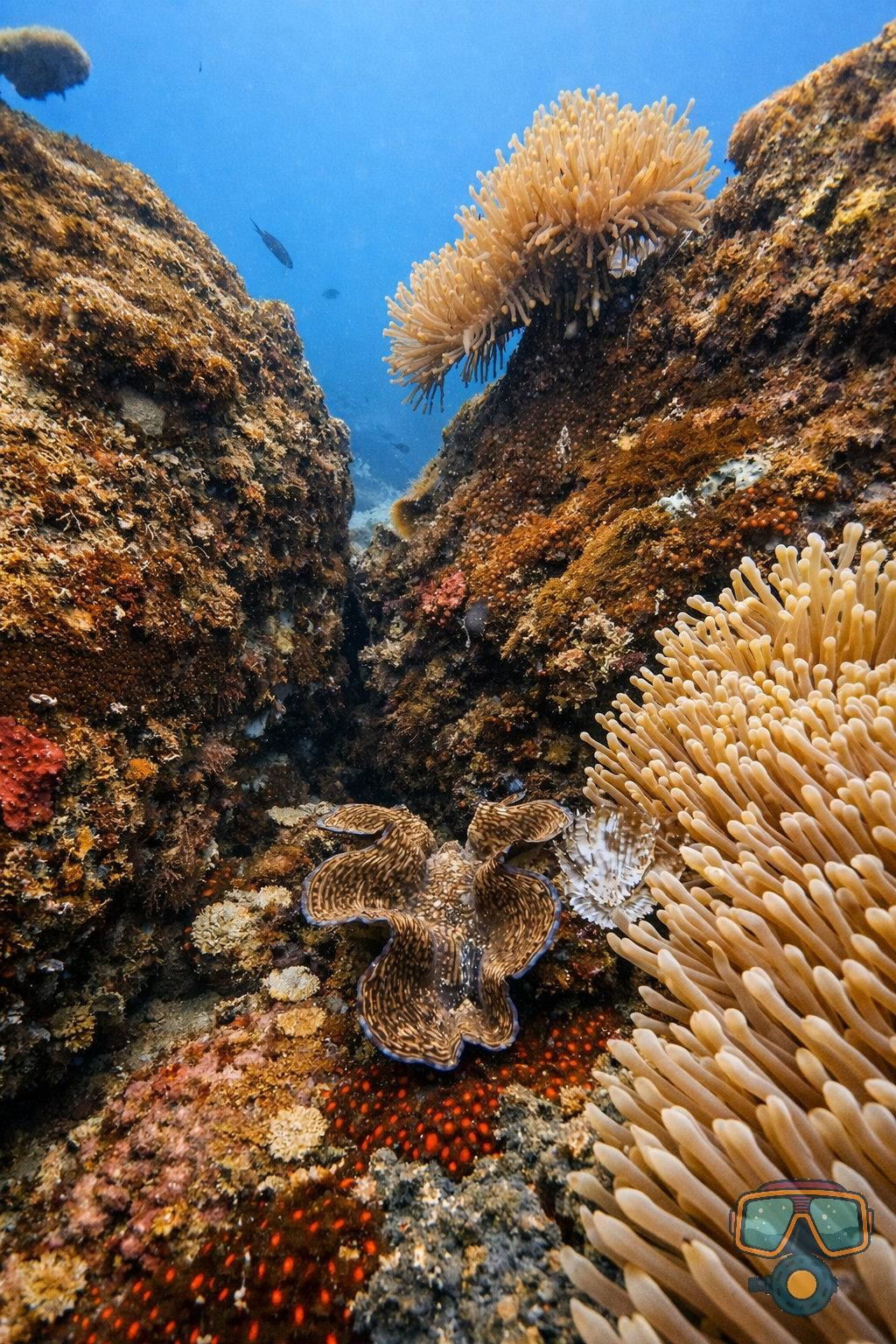 Для тех кто не боится сделать первый шаг. Дайвинг во Вьетнаме. Индивидуальные Экскурсии