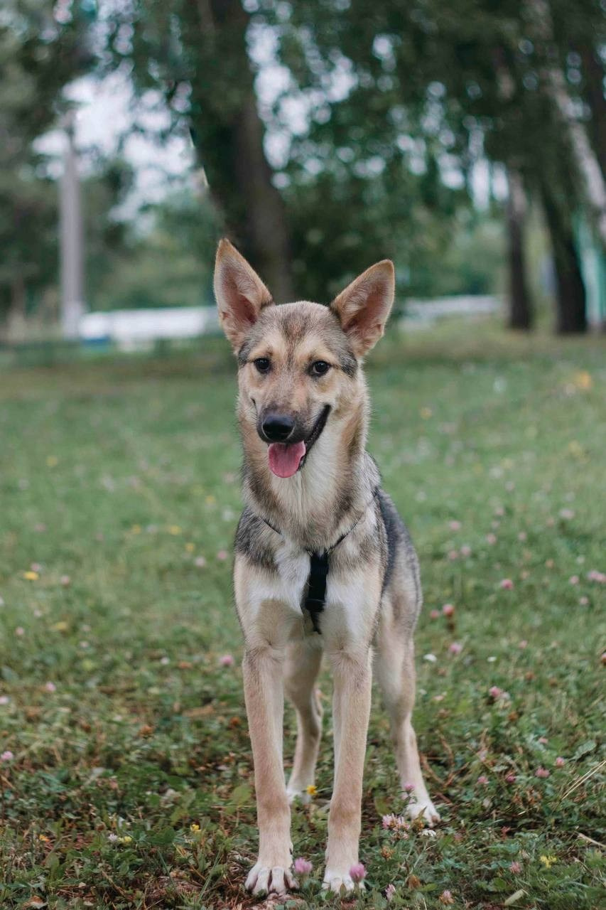 Ищут дом. Забери домой друга