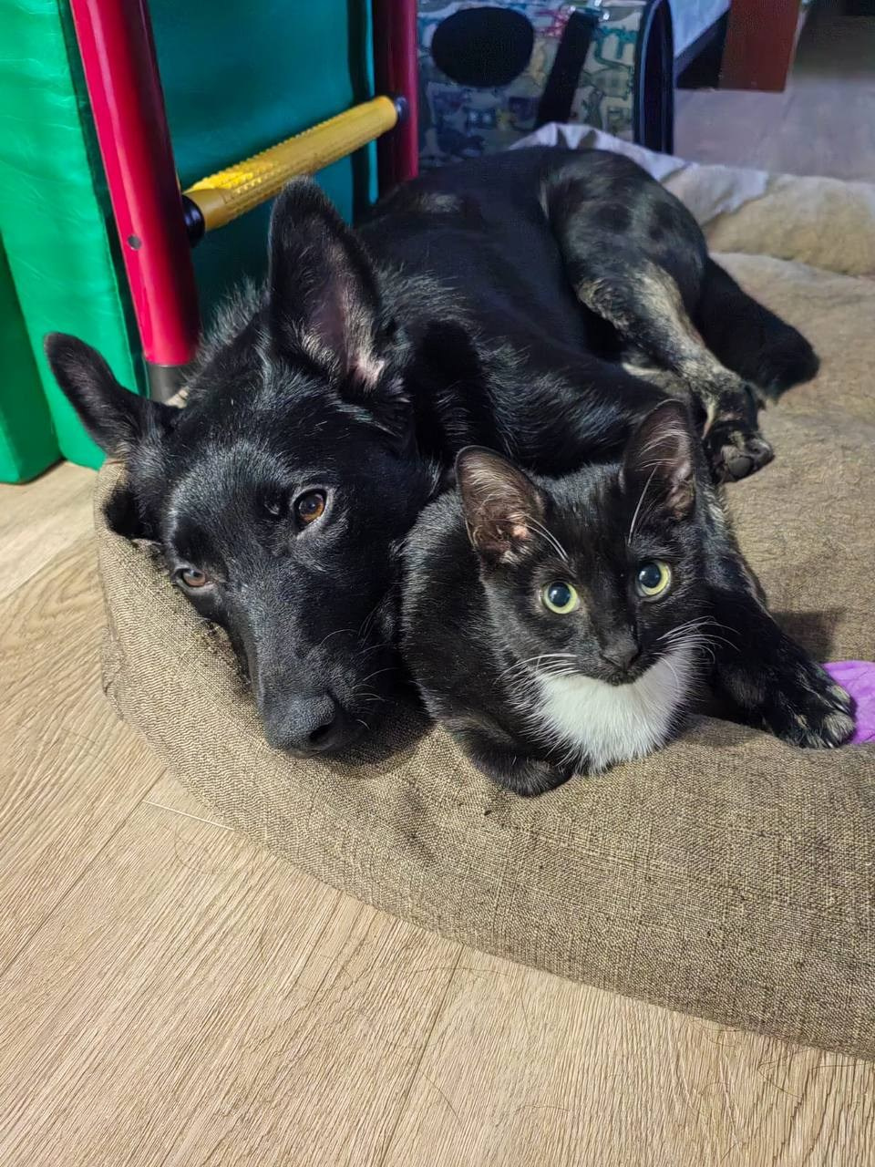 Уже дома. Забери домой друга