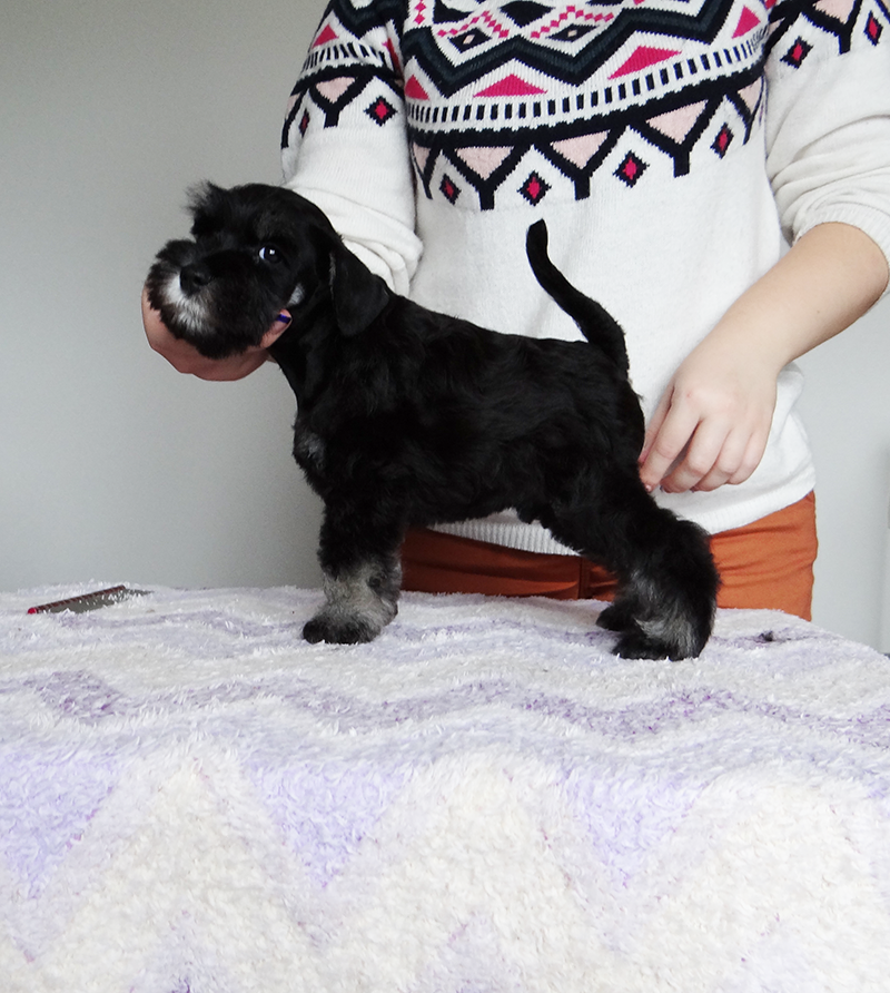 Дукат/Asson Ari Viko Etual. Питомник цвергшнауцеров в Беларуси «Делинсо Бэлэнс»