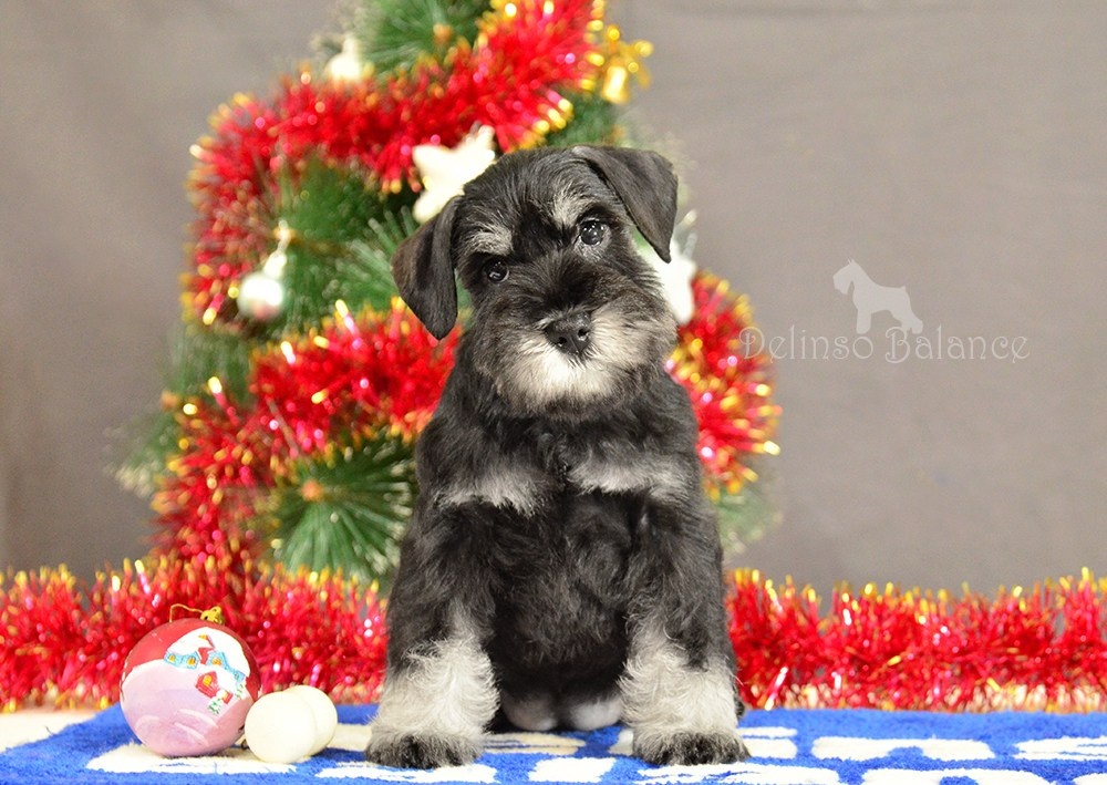 #питомникцвергшнауцеров #делинсобэлэнс #цвергшнауцер #щенокцвергшнауцера