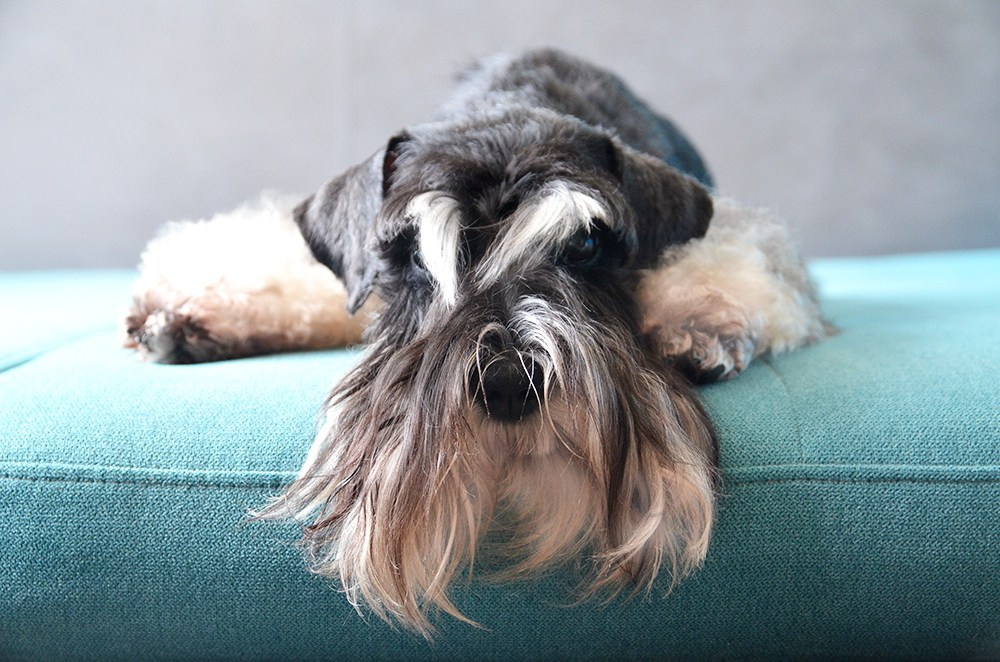 Питомник Делинсо Бэлэнс, щенки цвергшнауцера, купить щенка цвергшнауцера, питомник цвергшнауцеров, кобель цвергшнауцера для вязки, щенок цвергшнауцера, питомник цвергшнауцеров, черный с серебром, цверг, лучший питомник в беларуси