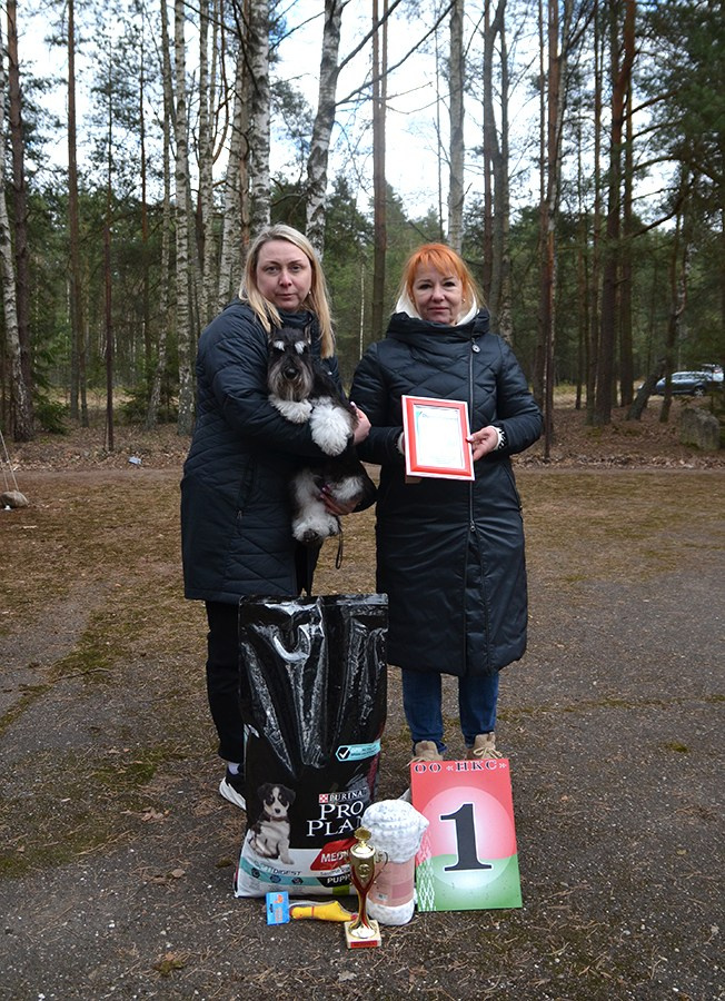 Оскар/Delinso Balance Zaffiro. Питомник цвергшнауцеров в Беларуси «Делинсо Бэлэнс»