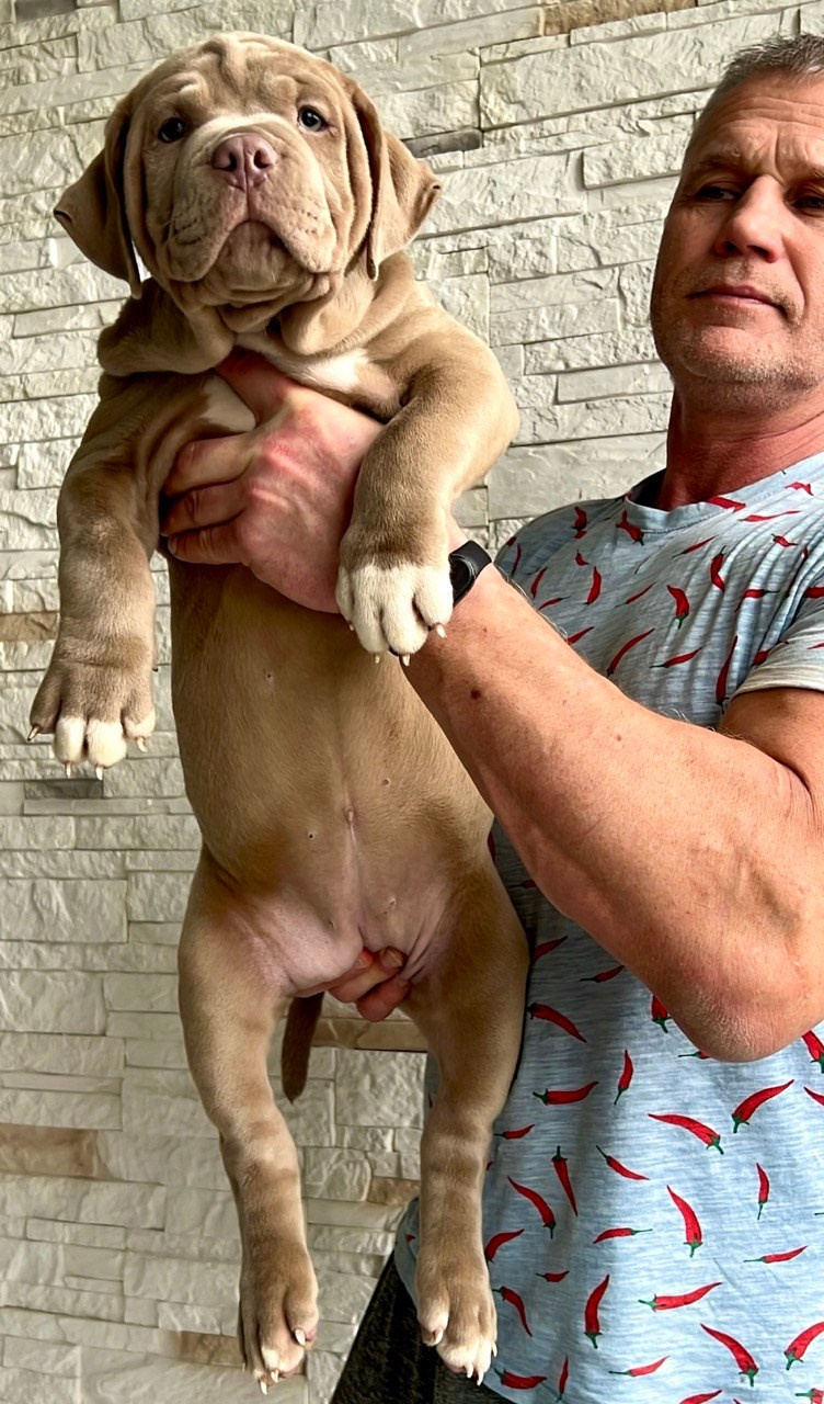 Hunter&Queenie, 10.09.25. Американские булли XL в г. Калининград. Питомник Great Bully UNIVERSE