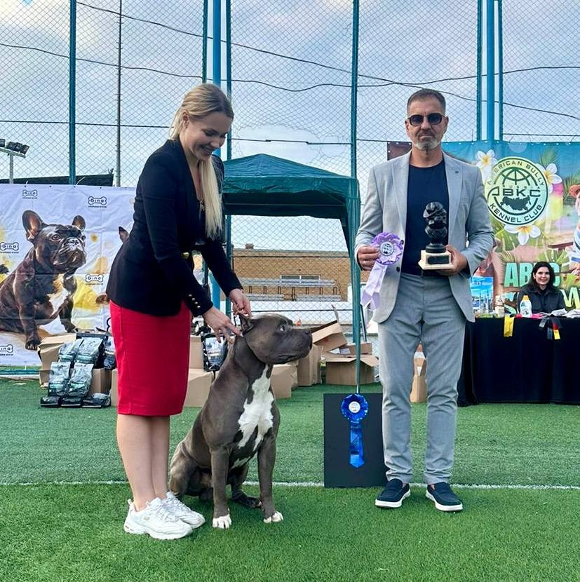 Участие в выставках. Американские булли XL в г. Калининград. Питомник Great Bully UNIVERSE