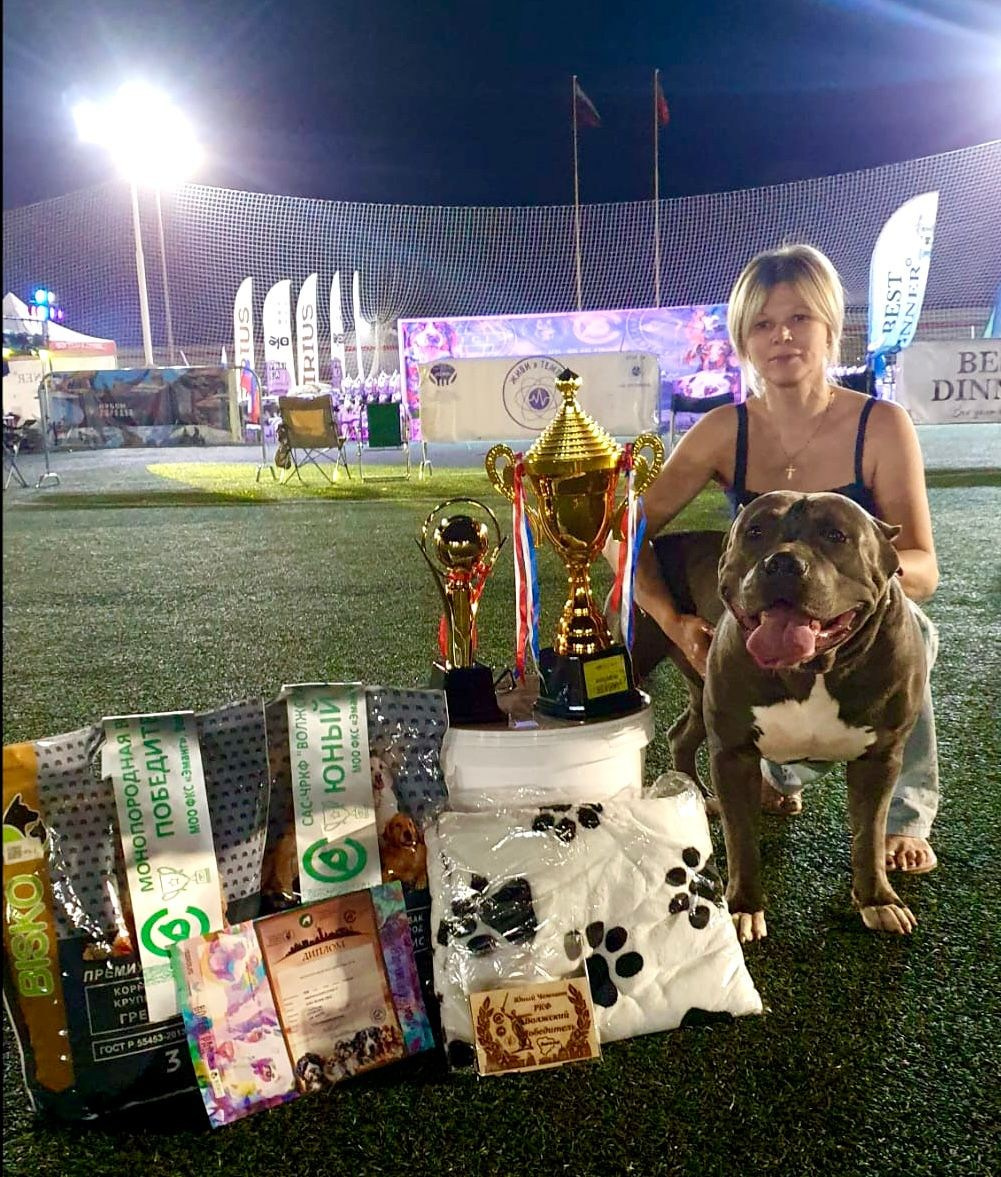 UPB’s Queenie & Zeus. 16.04.24. Американские булли XL в г. Калининград. Питомник Great Bully UNIVERSE