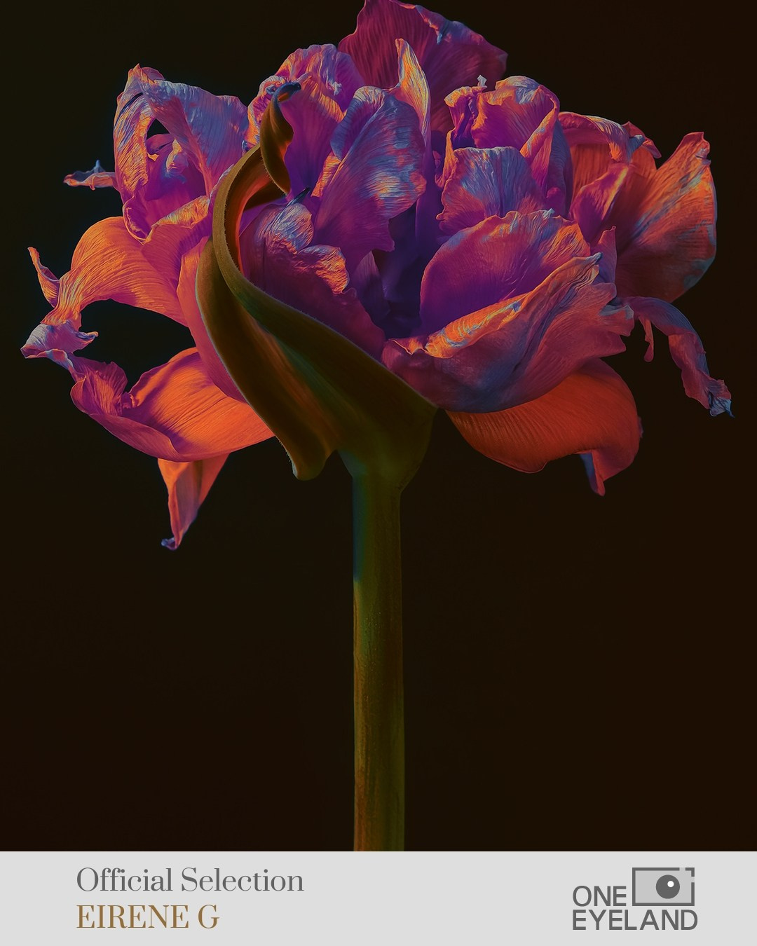 ONEEYELAND GALLERY. Eirene G |  Photoartist | Flowers from my garden