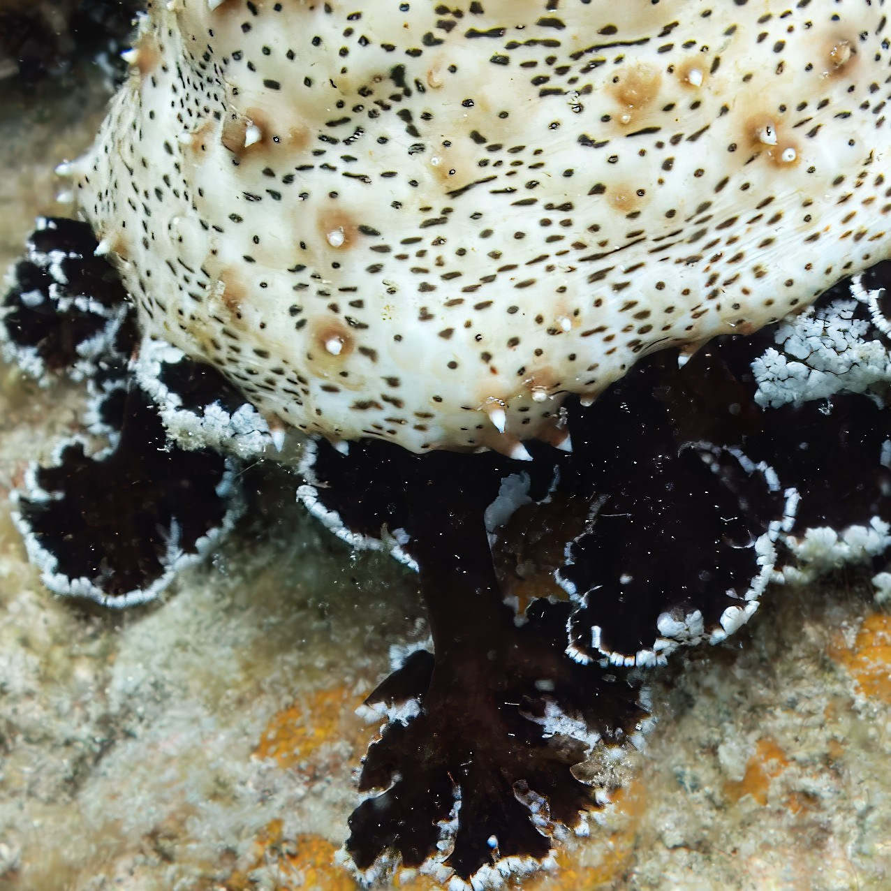 Мне посмотреть. Рыбов показываю