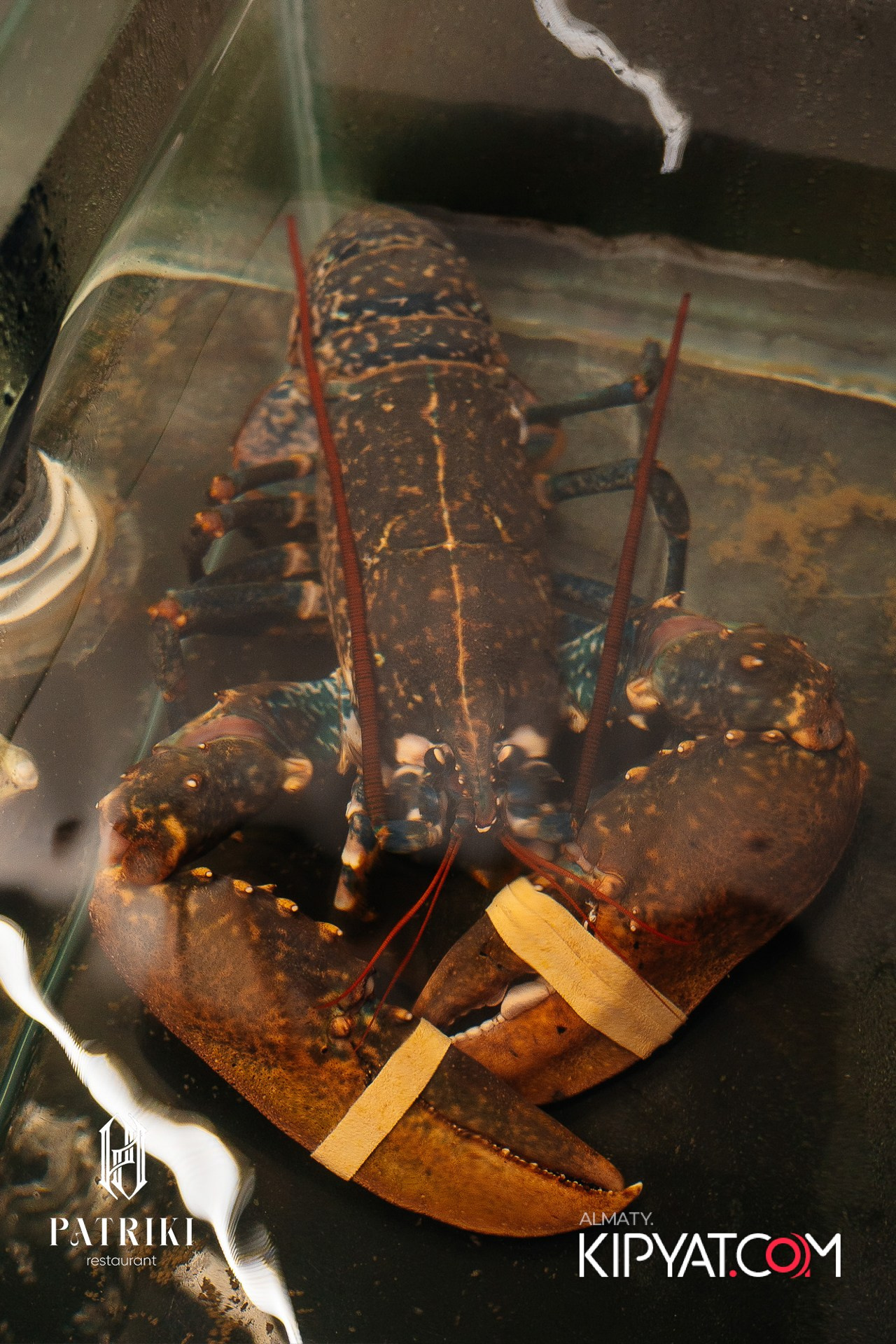 PATRIKI RESTAURANT. КИПЯТКОМ АЛМАТЫ! Фотосъемка мероприятий в Алматы