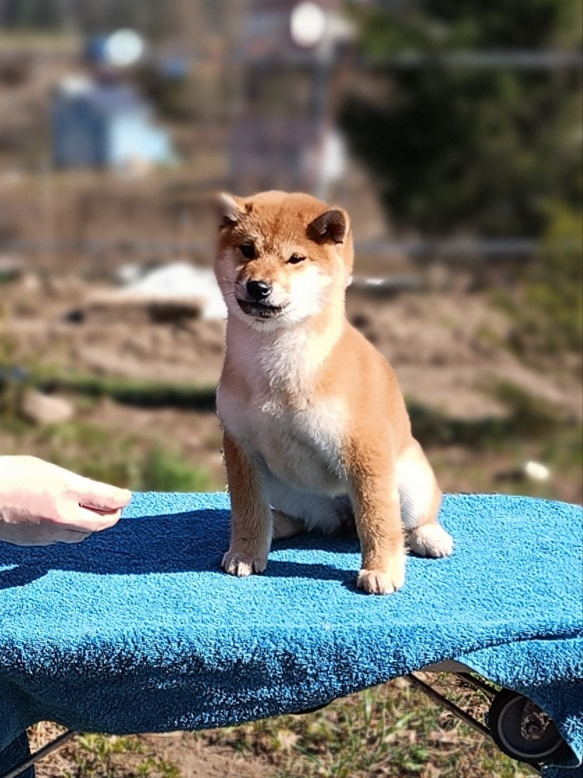 Сиба Rubylight Emma питомник Рубилайт 